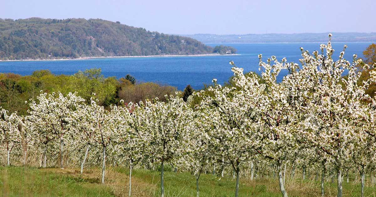 Cherry orchards in bloom above Grand Traverse Bay